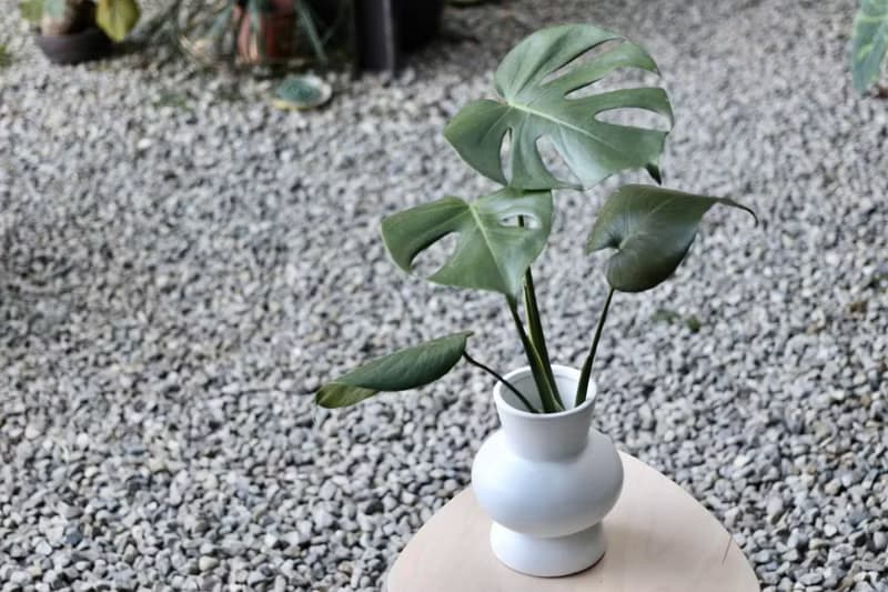 水培植栽│龜背芋_室內植物 辦公室盆栽  店內擺設