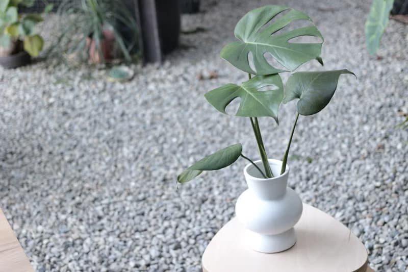 水培植栽│龜背芋_室內植物 辦公室盆栽  店內擺設