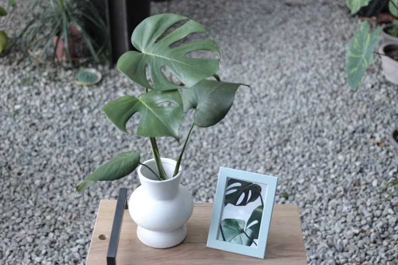 水培植栽│龜背芋_室內植物 辦公室盆栽  店內擺設