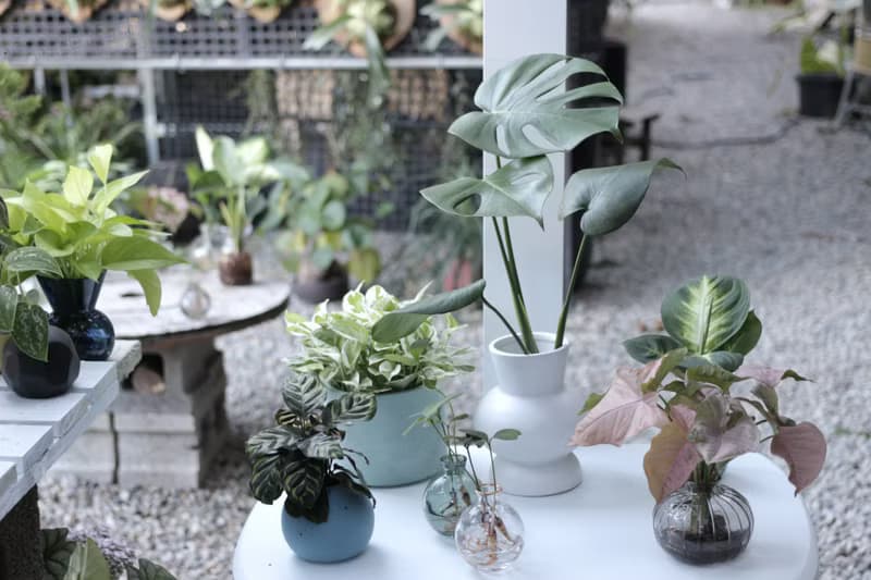 水培植栽│龜背芋_室內植物 辦公室盆栽  店內擺設