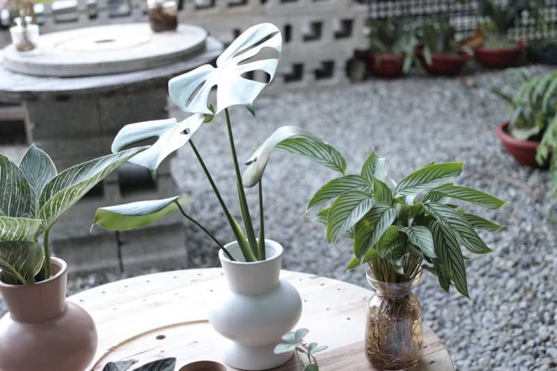 水培植栽│龜背芋_室內植物 辦公室盆栽  店內擺設