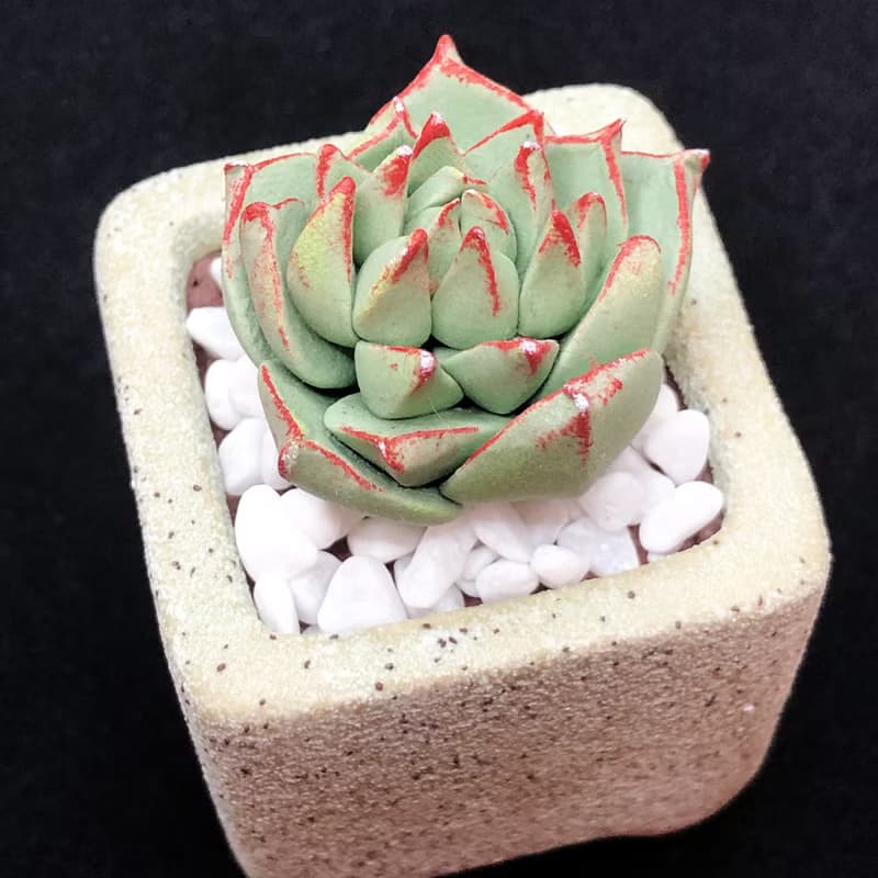 黏土多肉植物 — 花月夜Echeveria Purelinze