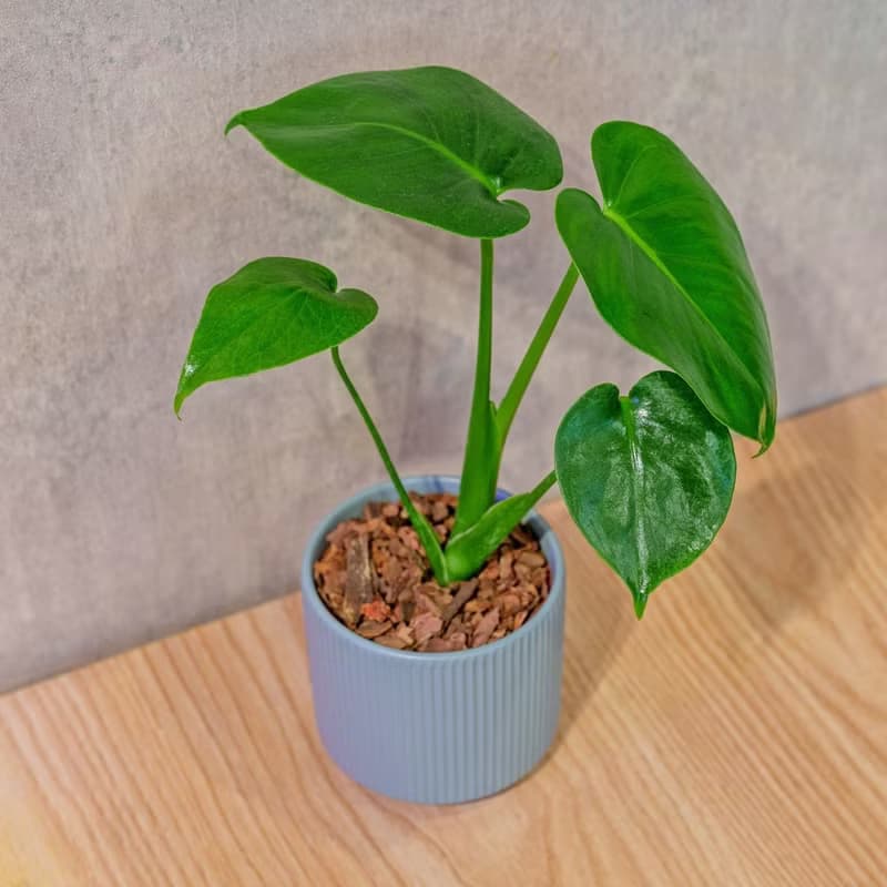 龜背芋 莫蘭迪色系直紋陶盆 室內植物 觀葉植物 禮物 盆栽