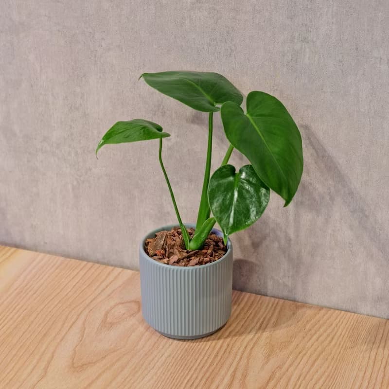 龜背芋 莫蘭迪色系直紋陶盆 室內植物 觀葉植物 禮物 盆栽
