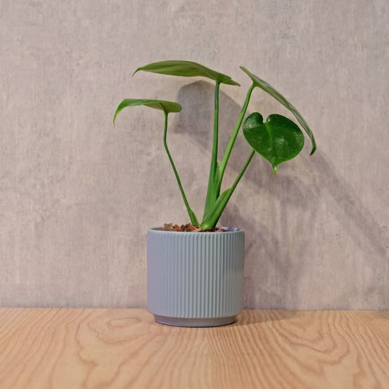龜背芋 莫蘭迪色系直紋陶盆 室內植物 觀葉植物 禮物 盆栽