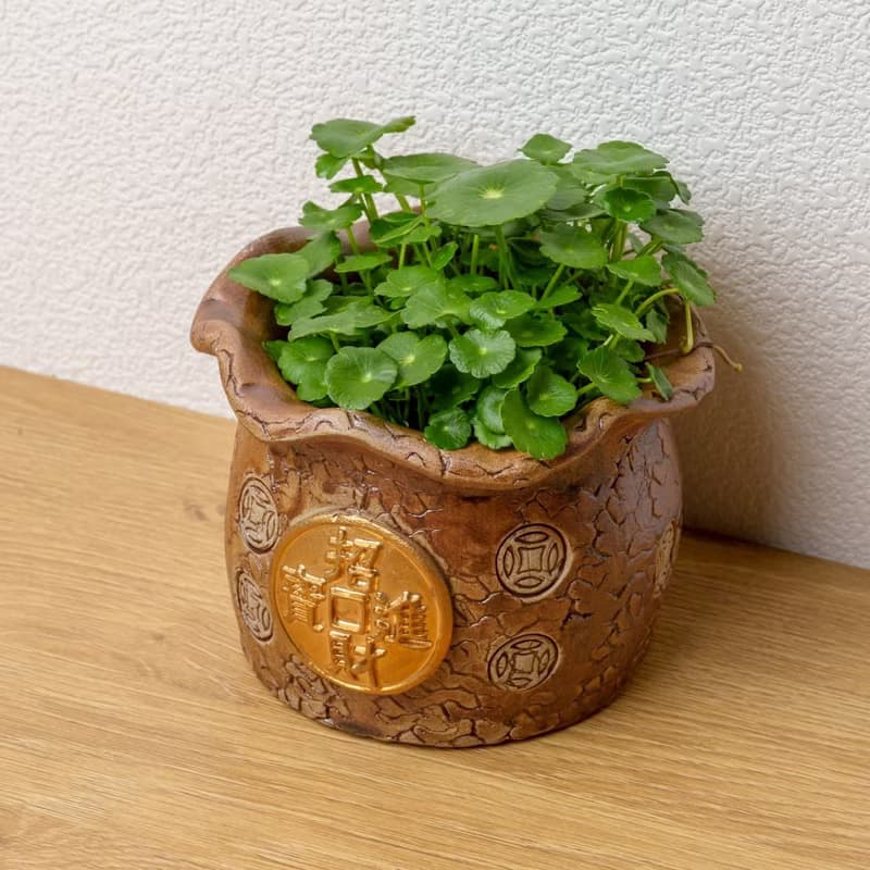 招財進寶錢幣草水耕盆栽 銅錢草 金錢草