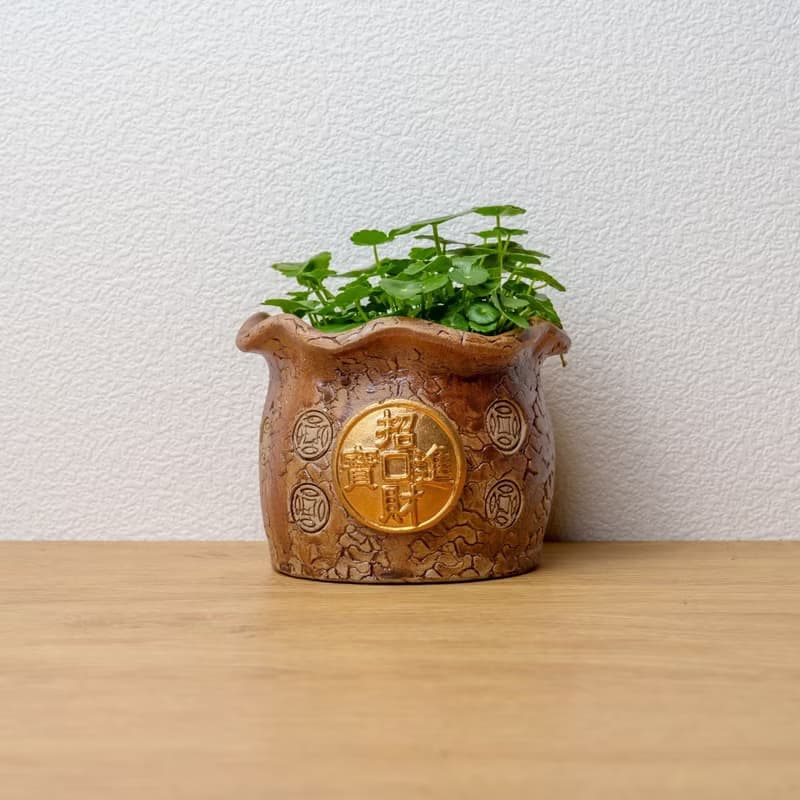 招財進寶錢幣草水耕盆栽 銅錢草 金錢草