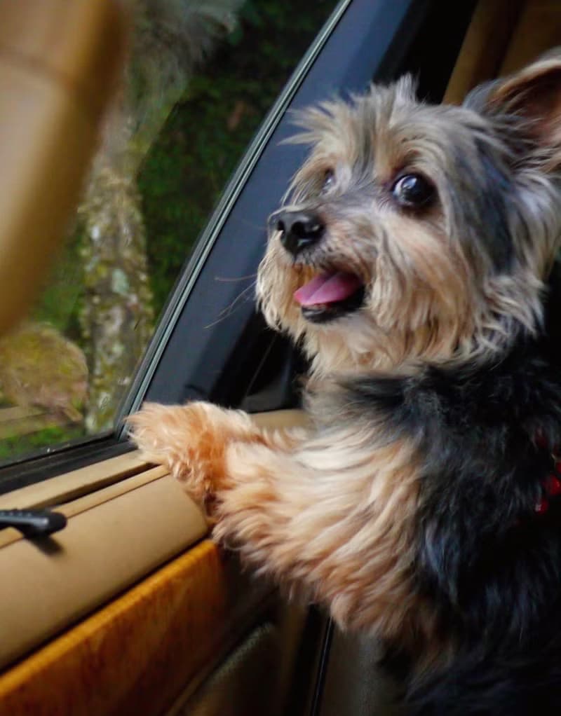 【專屬訂製禮】寵物刺繡框畫丨多尺寸訂製・企業貴賓禮・紀念贈禮