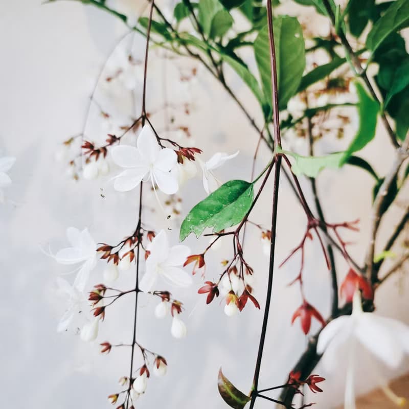 玉蝶花