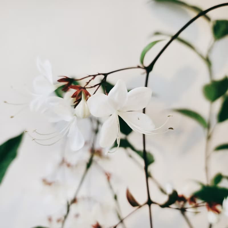玉蝶花
