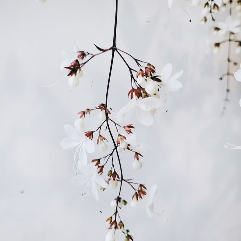 玉蝶花