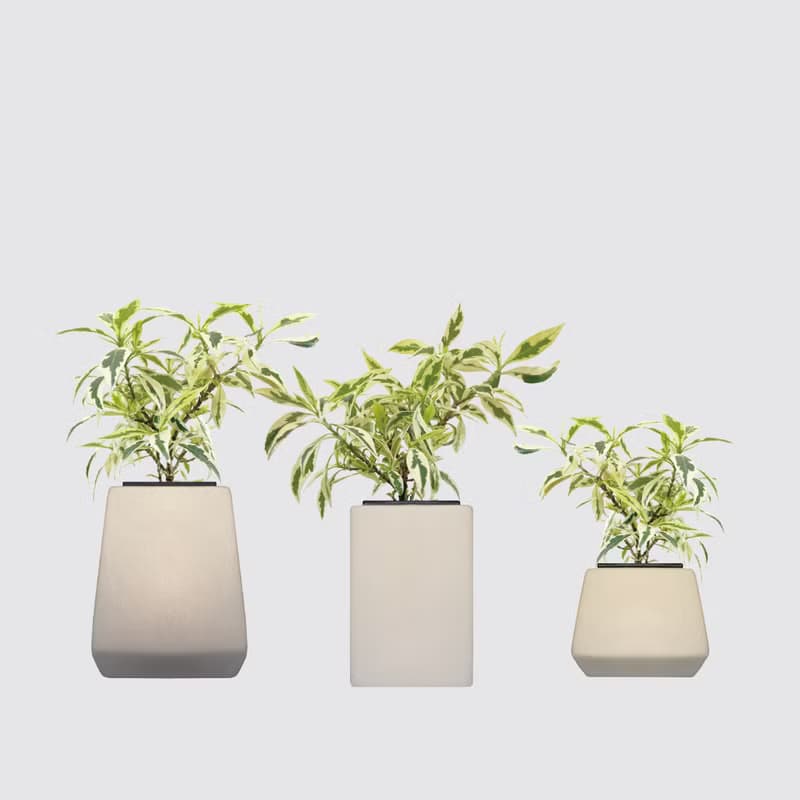 │ 方盆系列 │斑葉梔子花 - 開花花香 斑葉 水耕植物 室內盆栽