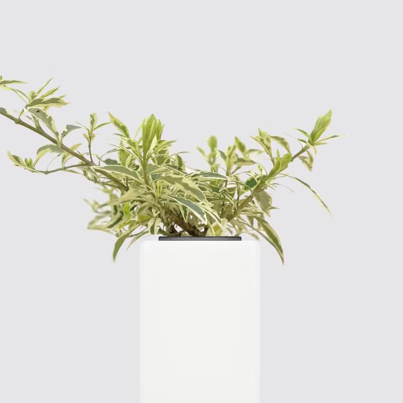 │ 方盆系列 │斑葉梔子花 - 開花花香 斑葉 水耕植物 室內盆栽