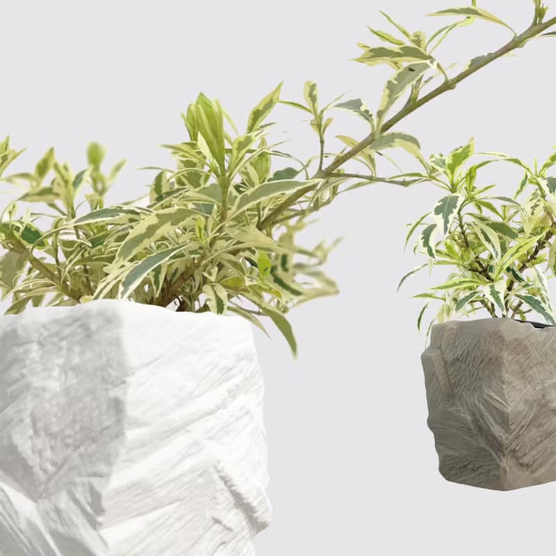 │ 方盆系列 │斑葉梔子花 - 開花花香 斑葉 水耕植物 室內盆栽