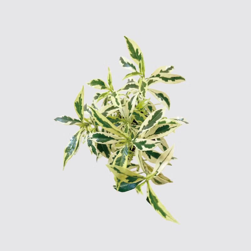 │ 方盆系列 │斑葉梔子花 - 開花花香 斑葉 水耕植物 室內盆栽
