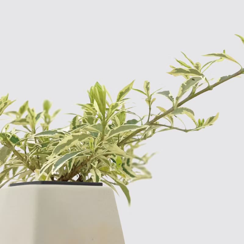 │ 方盆系列 │斑葉梔子花 - 開花花香 斑葉 水耕植物 室內盆栽