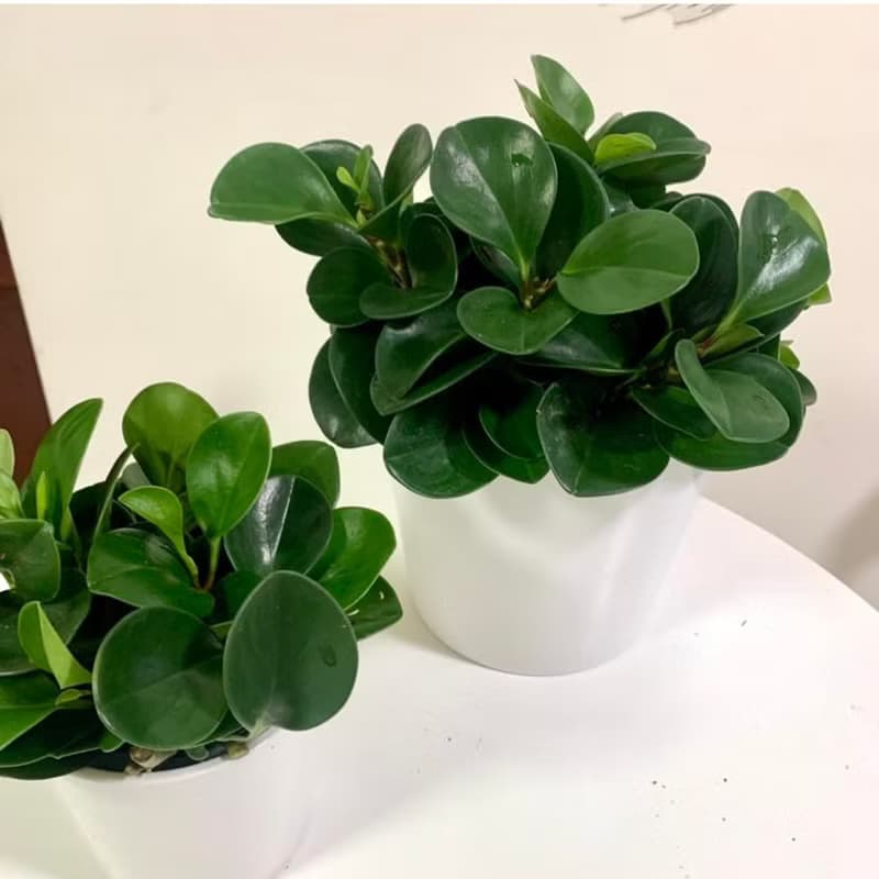水培植栽│ 大小盆圓葉椒草_招財納福 圓葉金錢樹 室內植物
