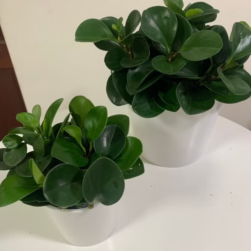 水培植栽│ 大小盆圓葉椒草_招財納福 圓葉金錢樹 室內植物