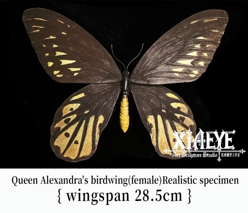 亞歷山大鳥翼鳳蝶28.5cm雌性 | 仿真標本 | 蝴蝶標本 | 昆蟲模型