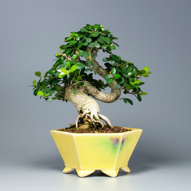 【花果植物】小葉牛港刺 小品盆景 居家擺設
