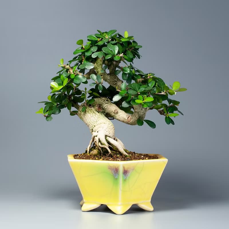 【花果植物】小葉牛港刺 小品盆景 居家擺設