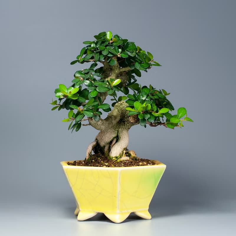 【花果植物】小葉牛港刺 小品盆景 居家擺設