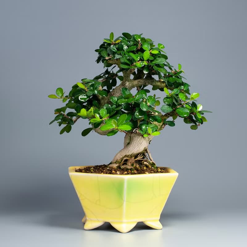 【花果植物】小葉牛港刺 小品盆景 居家擺設