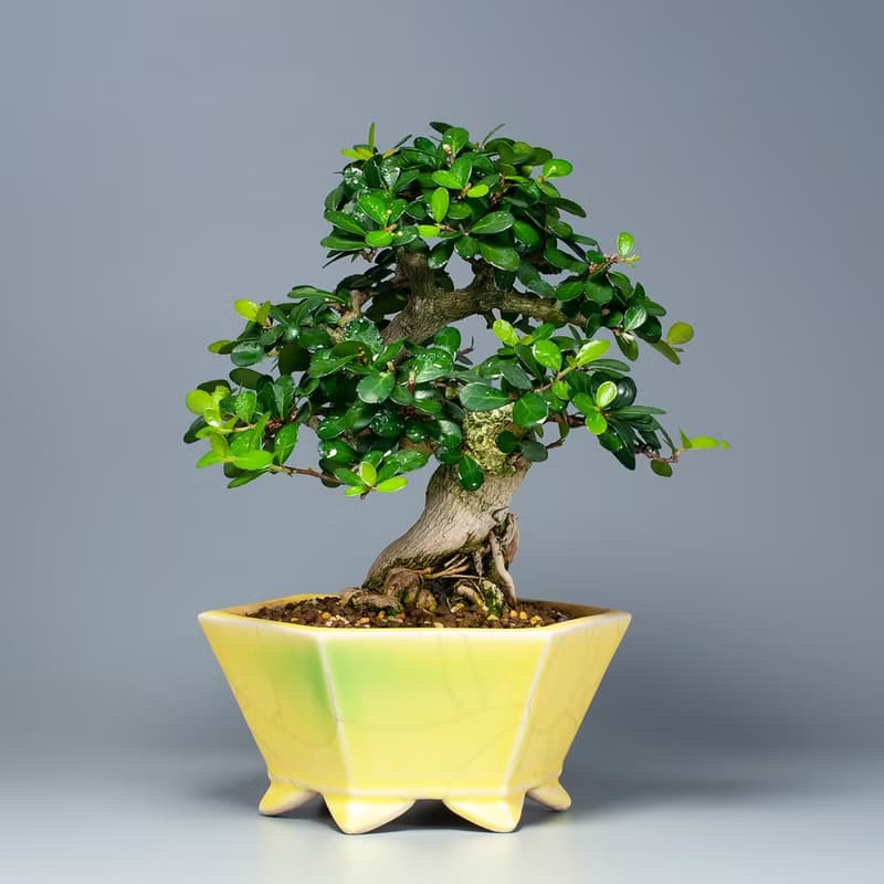 【花果植物】小葉牛港刺 小品盆景 居家擺設