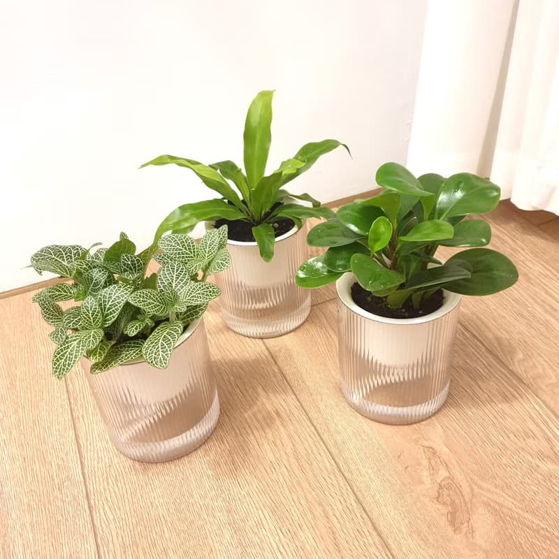 植栽 室內盆栽 貓咪友善植物 三盆植物組合