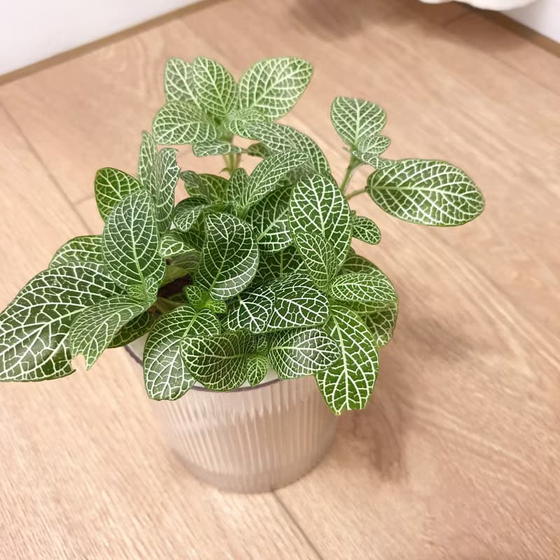 植栽 室內盆栽 貓咪友善植物 三盆植物組合
