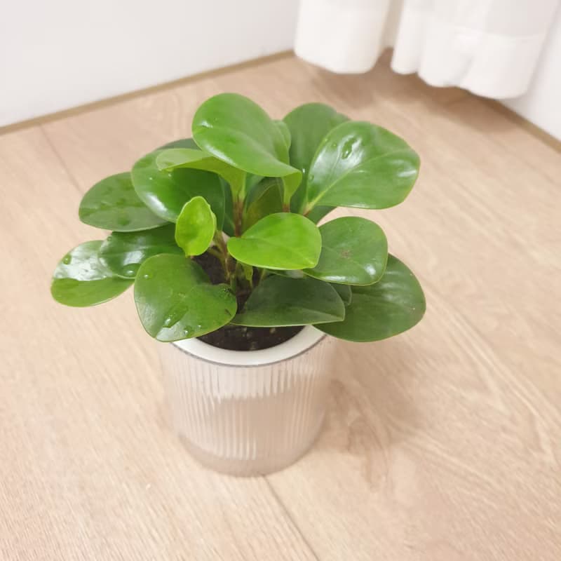 植栽 室內盆栽 貓咪友善植物 三盆植物組合