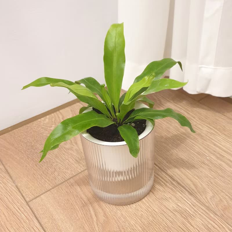 植栽 室內盆栽 貓咪友善植物 三盆植物組合