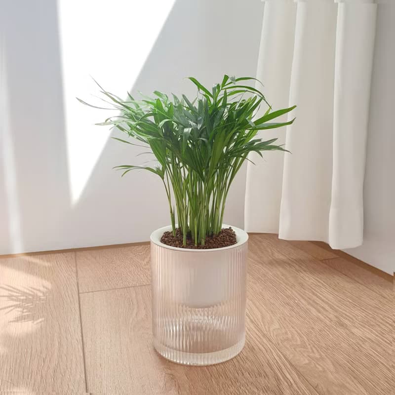 植栽 室內盆栽 貓咪友善植物 三盆植物組合