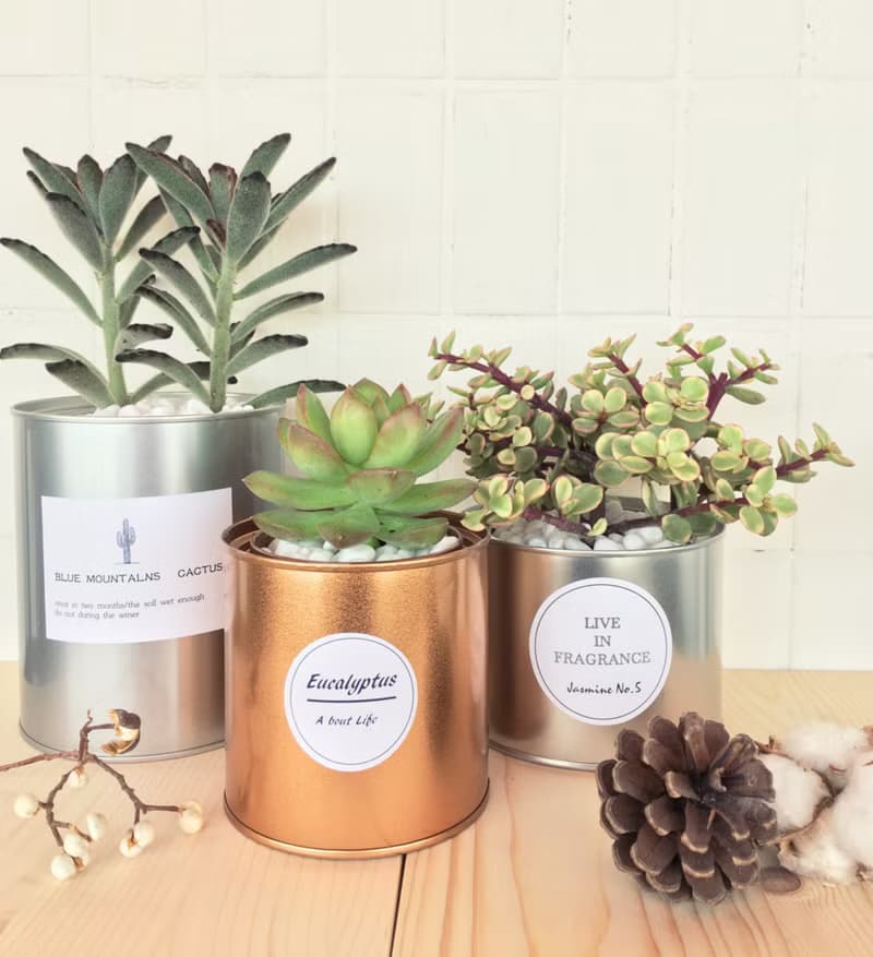 (盆栽) 多肉香氛 Succulent Fragrance