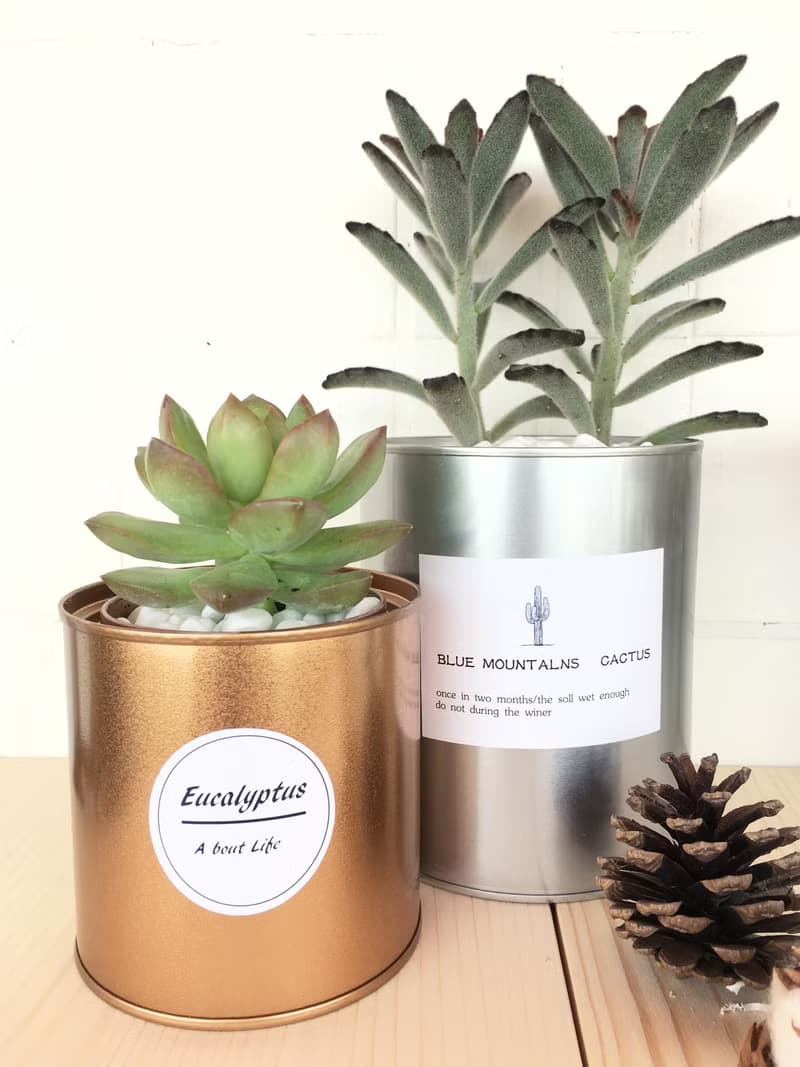 (盆栽) 多肉香氛 Succulent Fragrance