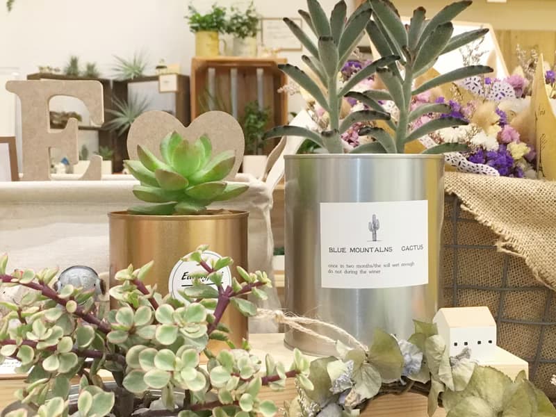 (盆栽) 多肉香氛 Succulent Fragrance