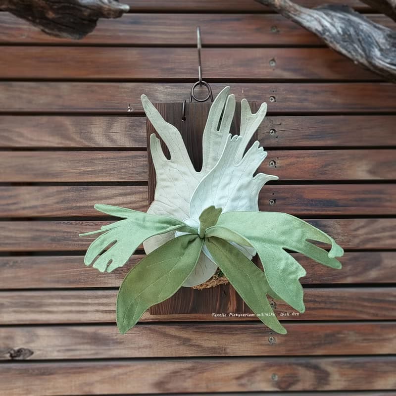 植態寫真-小爪哇鹿角蕨壁掛