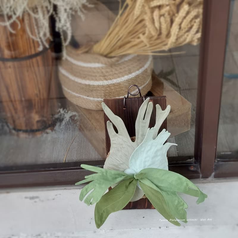 植態寫真-小爪哇鹿角蕨壁掛