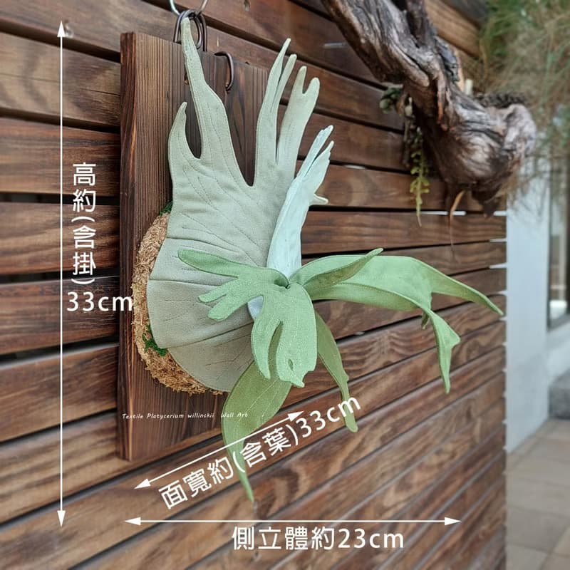植態寫真-小爪哇鹿角蕨壁掛