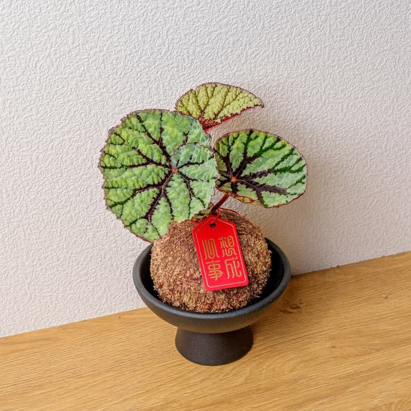 仙子秋海棠苔球 苔球植物 苔玉 室內植物 辦公室植物 交換禮物