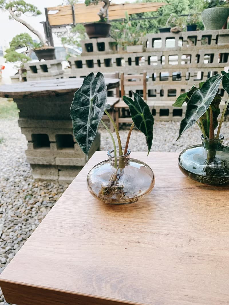 水培植栽│黑葉觀音蓮_室內植物 辦公室盆栽 店內擺設 送禮