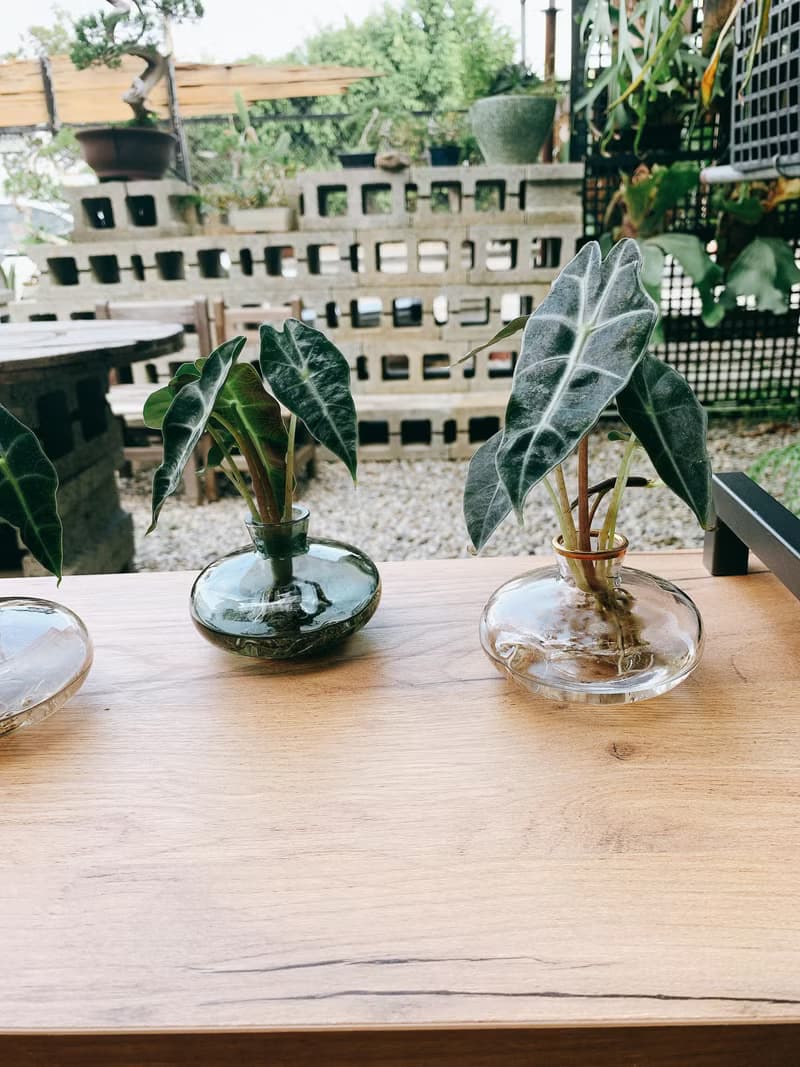 水培植栽│黑葉觀音蓮_室內植物 辦公室盆栽 店內擺設 送禮