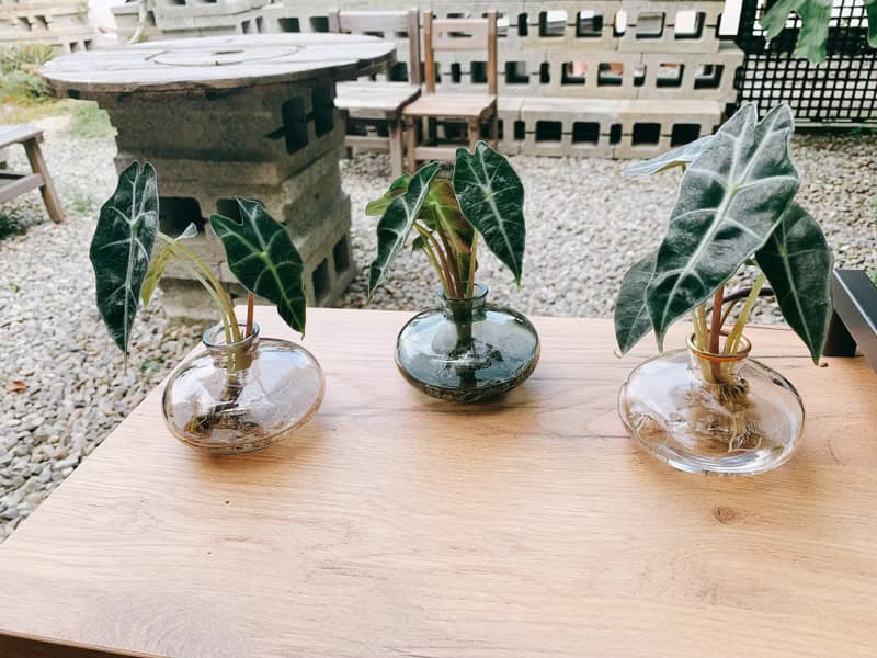 水培植栽│黑葉觀音蓮_室內植物 辦公室盆栽 店內擺設 送禮