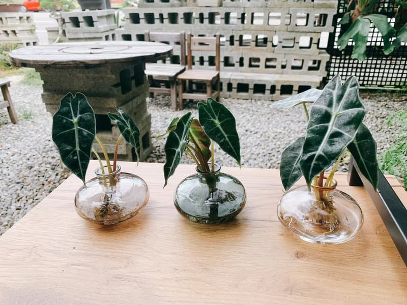 水培植栽│黑葉觀音蓮_室內植物 辦公室盆栽 店內擺設 送禮