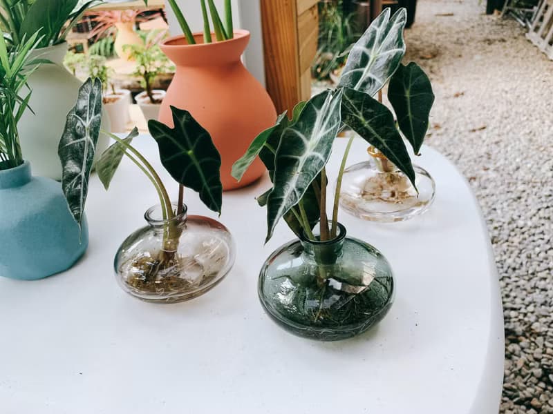 水培植栽│黑葉觀音蓮_室內植物 辦公室盆栽 店內擺設 送禮