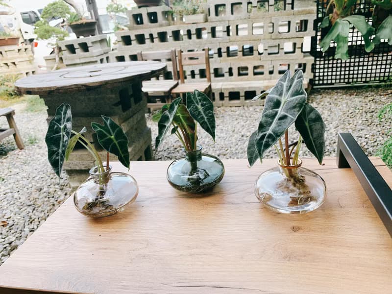 水培植栽│黑葉觀音蓮_室內植物 辦公室盆栽 店內擺設 送禮