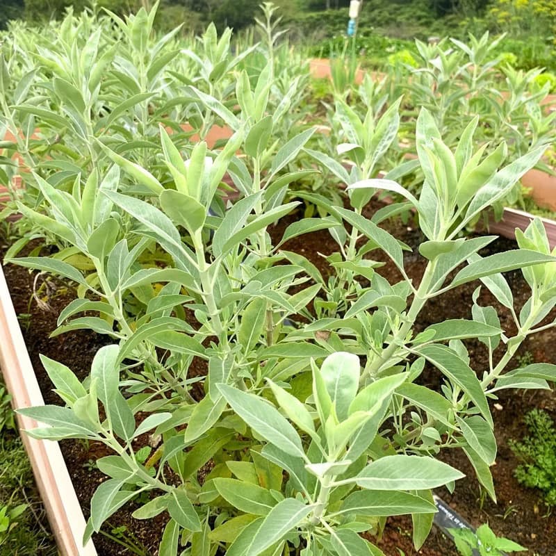 白鼠尾草手工皂-本地種植白鼠尾草萃取-添加檜木精油-潤澤/淨化