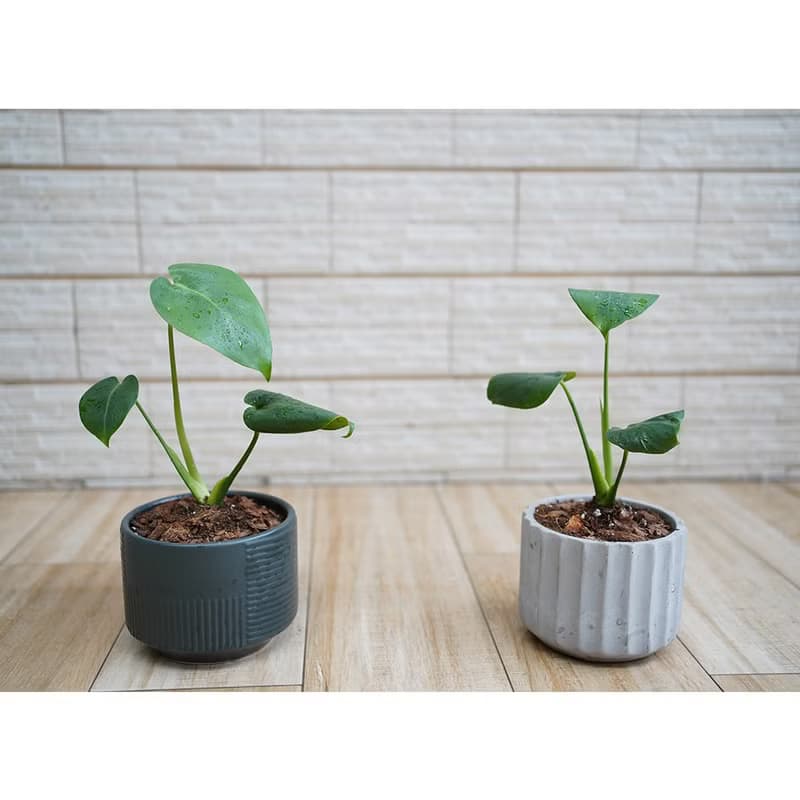 【竒植花物】龜背芋 電信蘭 小型盆栽 室內觀賞植物 綠化盆栽植栽