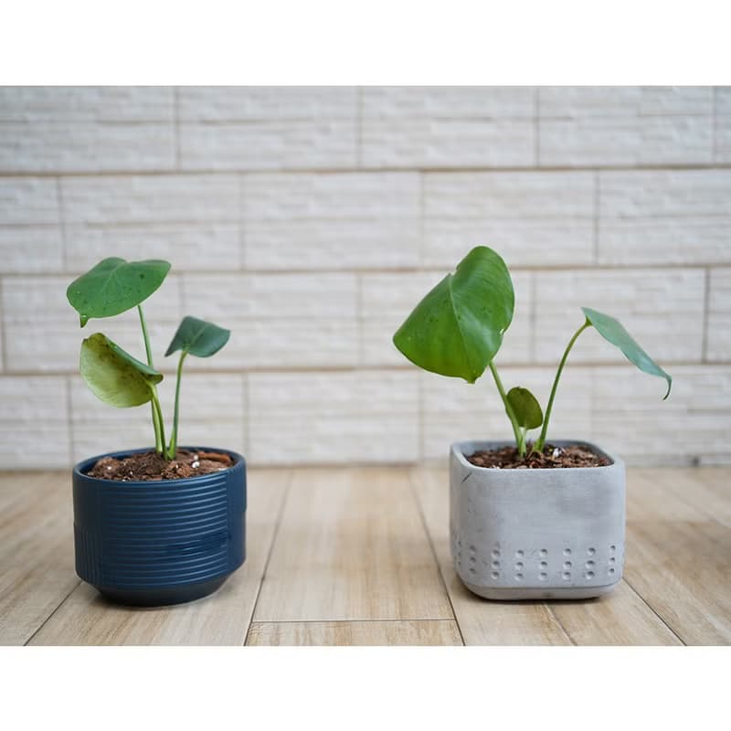 【竒植花物】龜背芋 電信蘭 小型盆栽 室內觀賞植物 綠化盆栽植栽