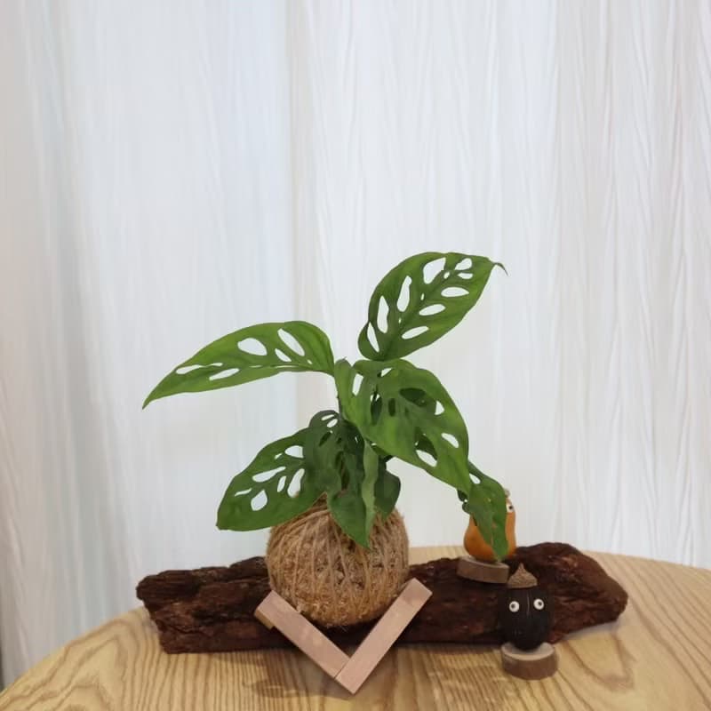|洞洞蔓綠絨、穿孔龜背芋苔球| 贈送塑膠底座 / 植男人紳